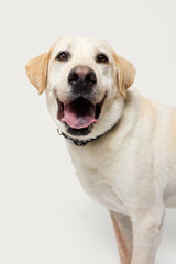 Spotted Edikted Pet Collar