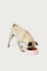 Bone Appetit Pet Bowl