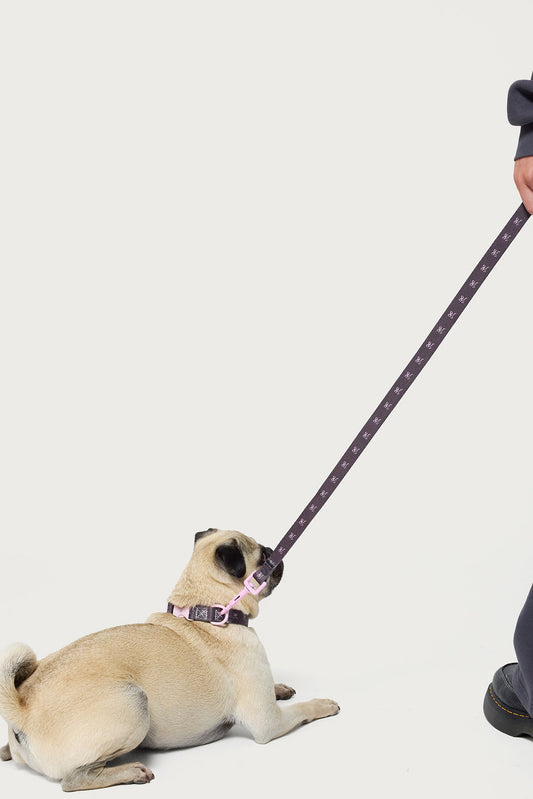 Bonney Bow Pet Leash